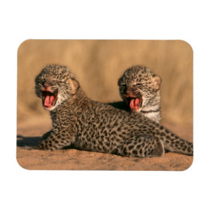 Ímã Close-Up De Leopardo (Panthera Pardus) Recém-Nasci