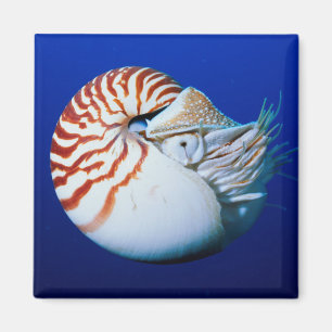 Imã Close-Up de Nautilus-Camarado