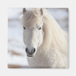 Imã Close-up de um Cavalo Islandês Branco