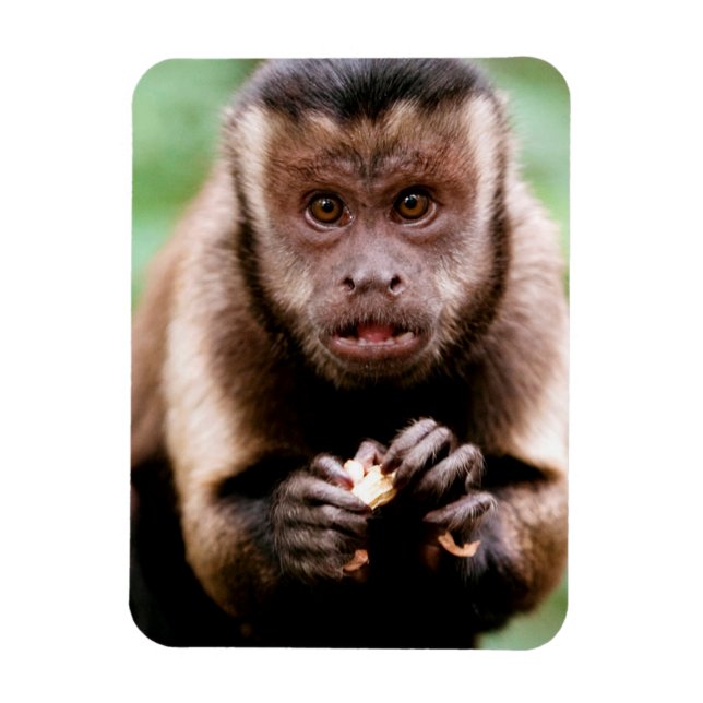 Ímã Close-up de um macaco capuchinho de cabeça preta (Vertical)