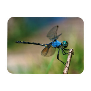 Ímã Close-Up De Uma Libélula Azul Em Um Galho