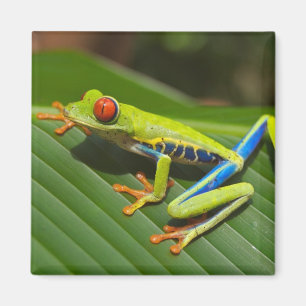 Imã Close up of a Red Eyed Tree Frog on a leaf