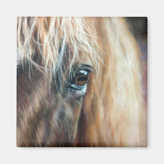 Imã Close up of horse eye