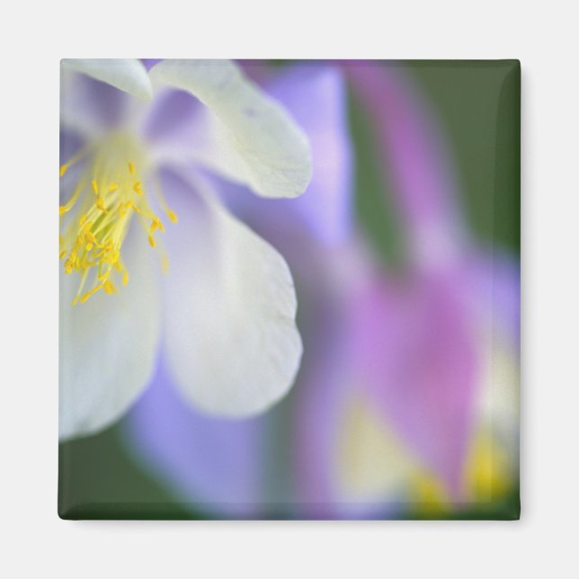 Imã Closeup da flor Columbine do Colorado. (Frente)