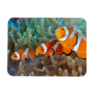 Ímã Clownfish