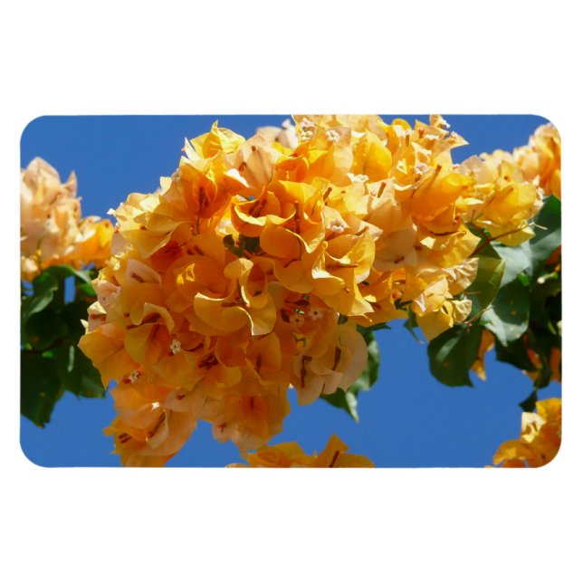 Ímã Cluster de Bougainvillea Floral Ouro (Horizontal)