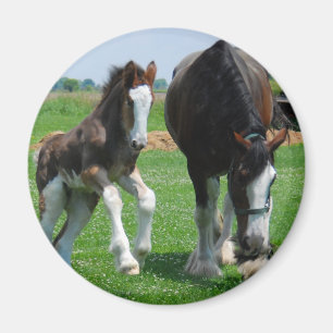 Imã clydesdale e potro