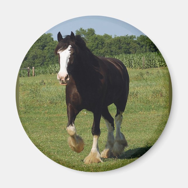 Imã Clydesdale em execução (Frente)