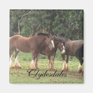 Imã Clydesdale Magnet