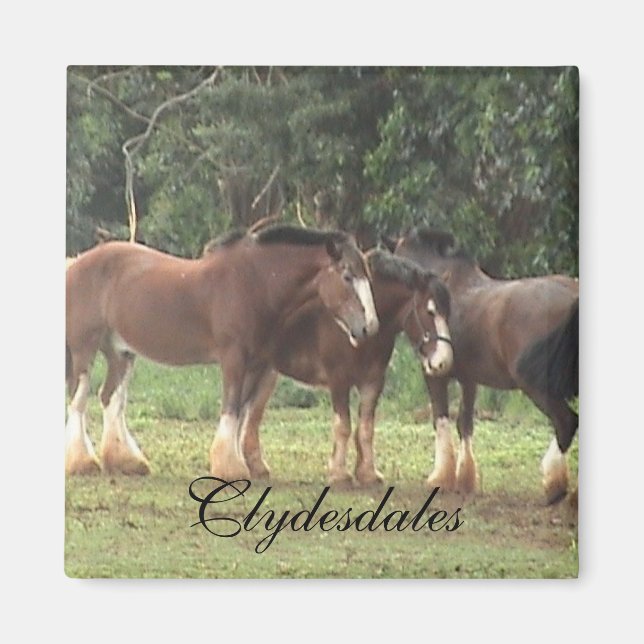 Imã Clydesdale Magnet (Frente)