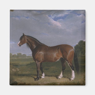 Imã Clydesdale Stallion (Cavalo de raça pura) (Animal