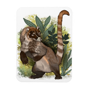 Ímã Coatamundi ou White Noss Coati
