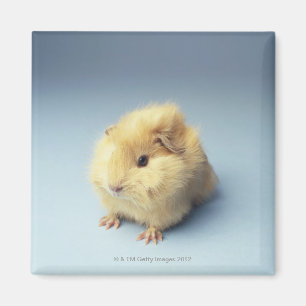 Imã Cobaia colorida creme