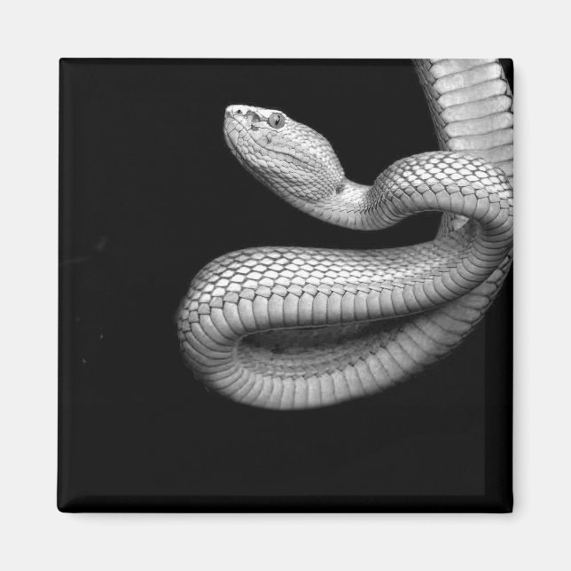 Imã Cobra (Frente)