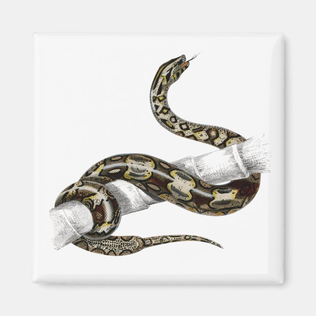 Imã Cobra da jiboia de cauda-vermelha (Frente)