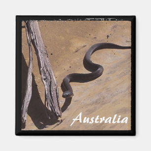 Imã Cobra de Austrália - de Brown, região selvagem