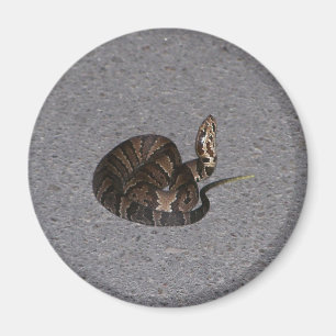 Imã Cobra juvenil do Cottonmouth