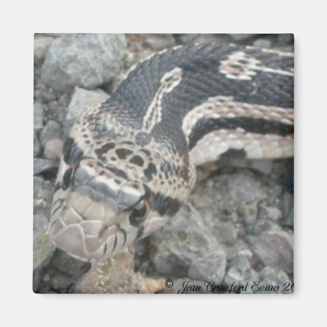 Imã Cobra (Pituophis catenifer sayi) (Frente)