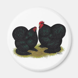 Imã Cochins Black Bantam Pair