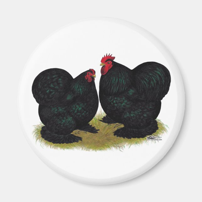 Imã Cochins Black Bantam Pair (Frente)