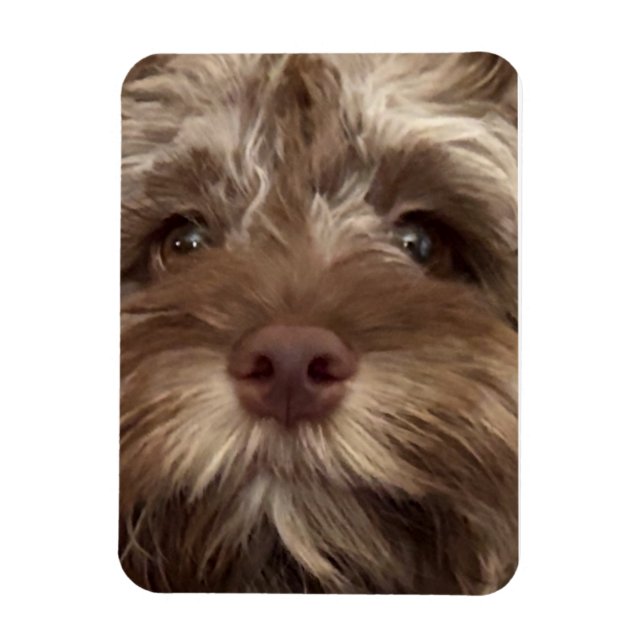 ÍMÃ "COCKAPOO" (Vertical)