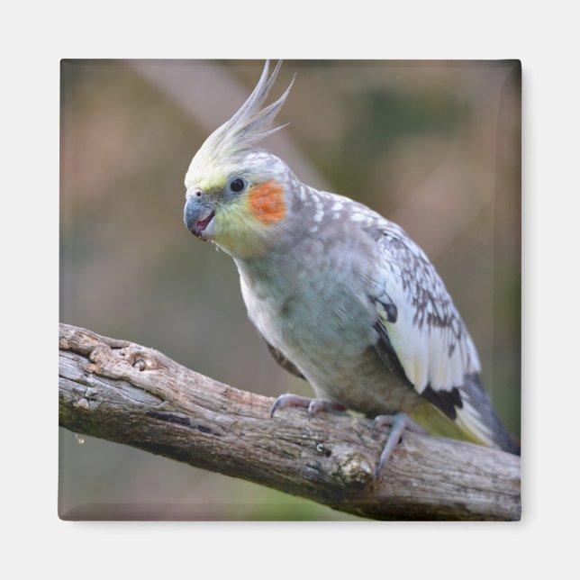 Imã Cockatiel budgerigar empoleirado no cartão postal  (Frente)