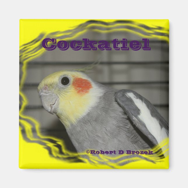 Imã Cockatiel Pet Bird MAGNET (Frente)