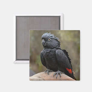 Imã Cockatoa Preta