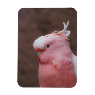Ímã Cockatoa Rosa