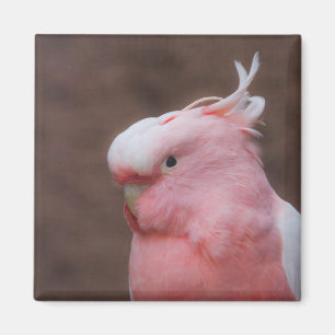 Imã Cockatoa Rosa