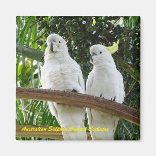 Imã Cockatoo com crista do enxofre australiano