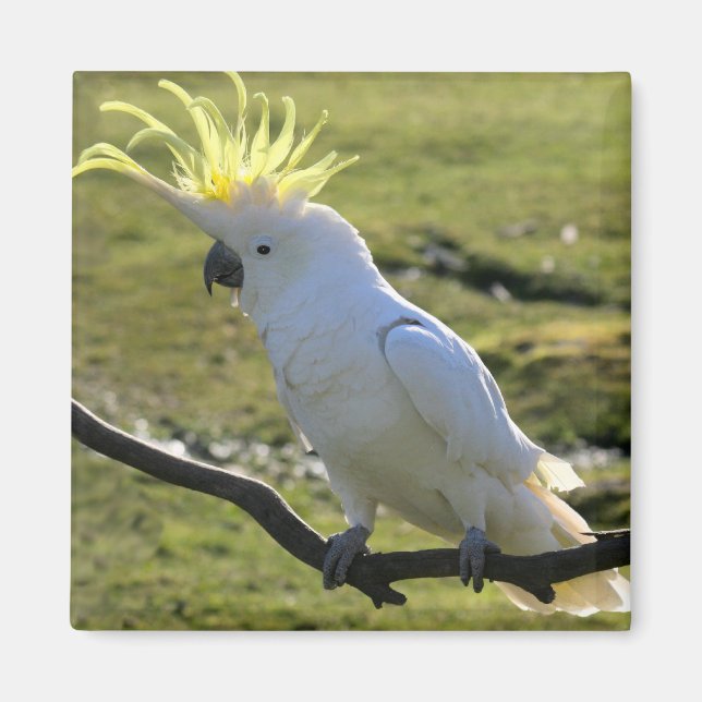 Imã Cockatoo Penteado de Enxofre na Austrália (Frente)
