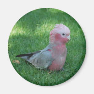 Imã Cockatoo róseo