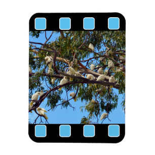 Ímã Cockatoos Selvagens Australianos Em Árvores De Go