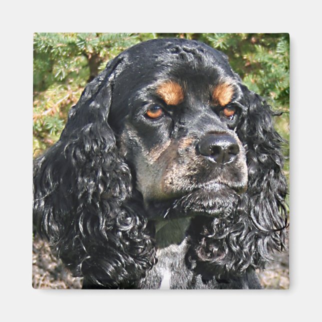 Imã Cocker Spaniel (Frente)