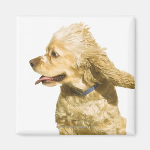 Imã Cocker spaniel