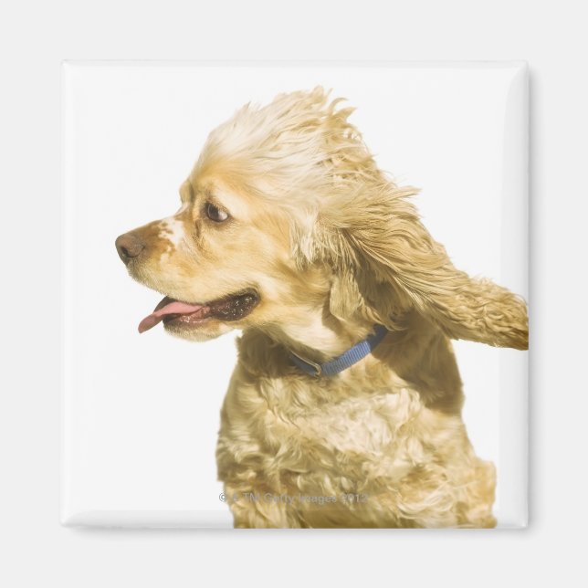 Imã Cocker Spaniel (Frente)