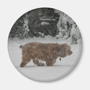 Imã Cocker spaniel nevado