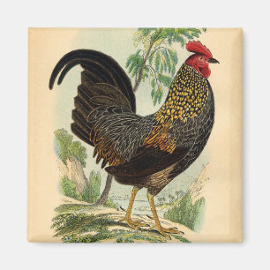 Imã Cockerel de galeria antiquada com Impressão