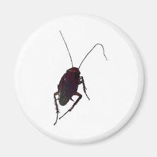 Imã Cockroach