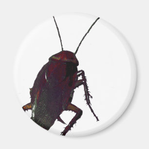 Imã Cockroach