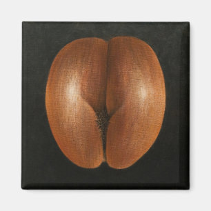 Imã Coco de Mer 2010