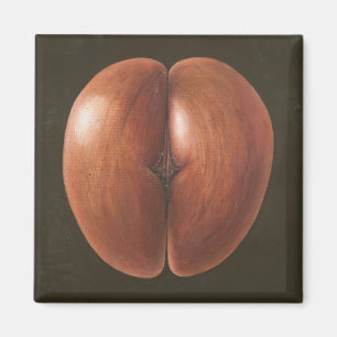 Imã Coco de Mer Maldives 2012