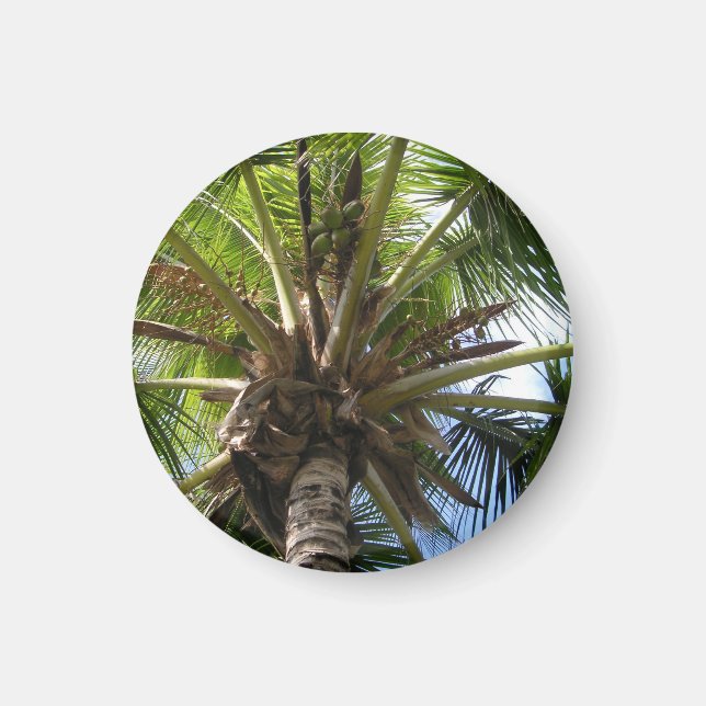 Imã Coconut Palm Magnet (Frente)