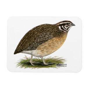 Ímã Codorniz do faraó do Coturnix