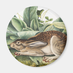 Imã Coelho da lebre de cauda negra (Lepus negricaudatu