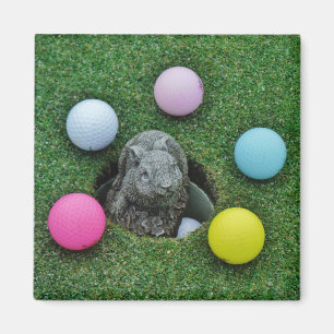 Imã Coelho e bolas de golfe coloridas