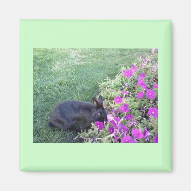 Imã Coelho no jardim (Frente)