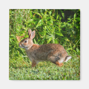 Imã Coelho Rabbit Wildlife Green Nature Square Magnet