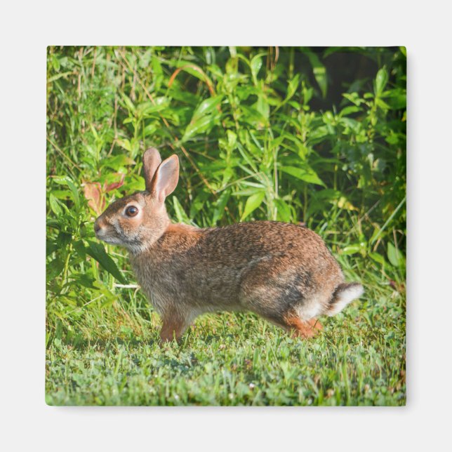 Imã Coelho Selvagem Verde Natureza Esquadra Magneta Ve (Frente)